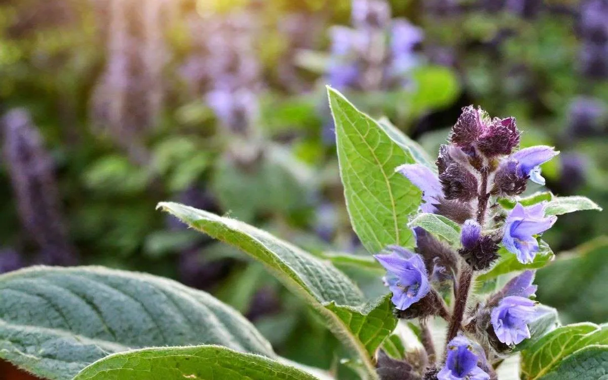 Té de boldo para qué sirve: usos y propiedades — Don Jacinto Nahual, curandero de Catemaco