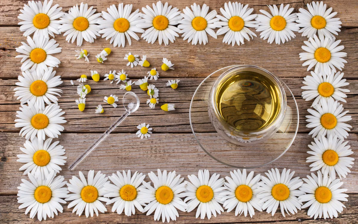 Chamomile para qué sirve: usos espirituales y físicos — Don Jacinto Nahual, curandero de Catemaco